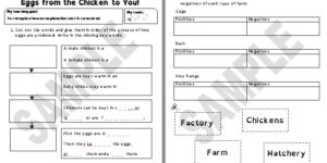 Eggs from the Chicken to You!