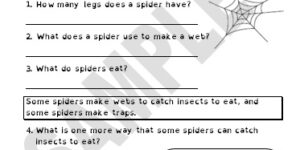 Spiders