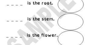 The Plant