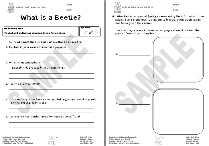 What is a Beetle?