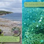 The Rat and the Octopus – Niue