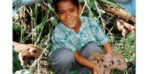 A Nest of Pigs - Cook Islands